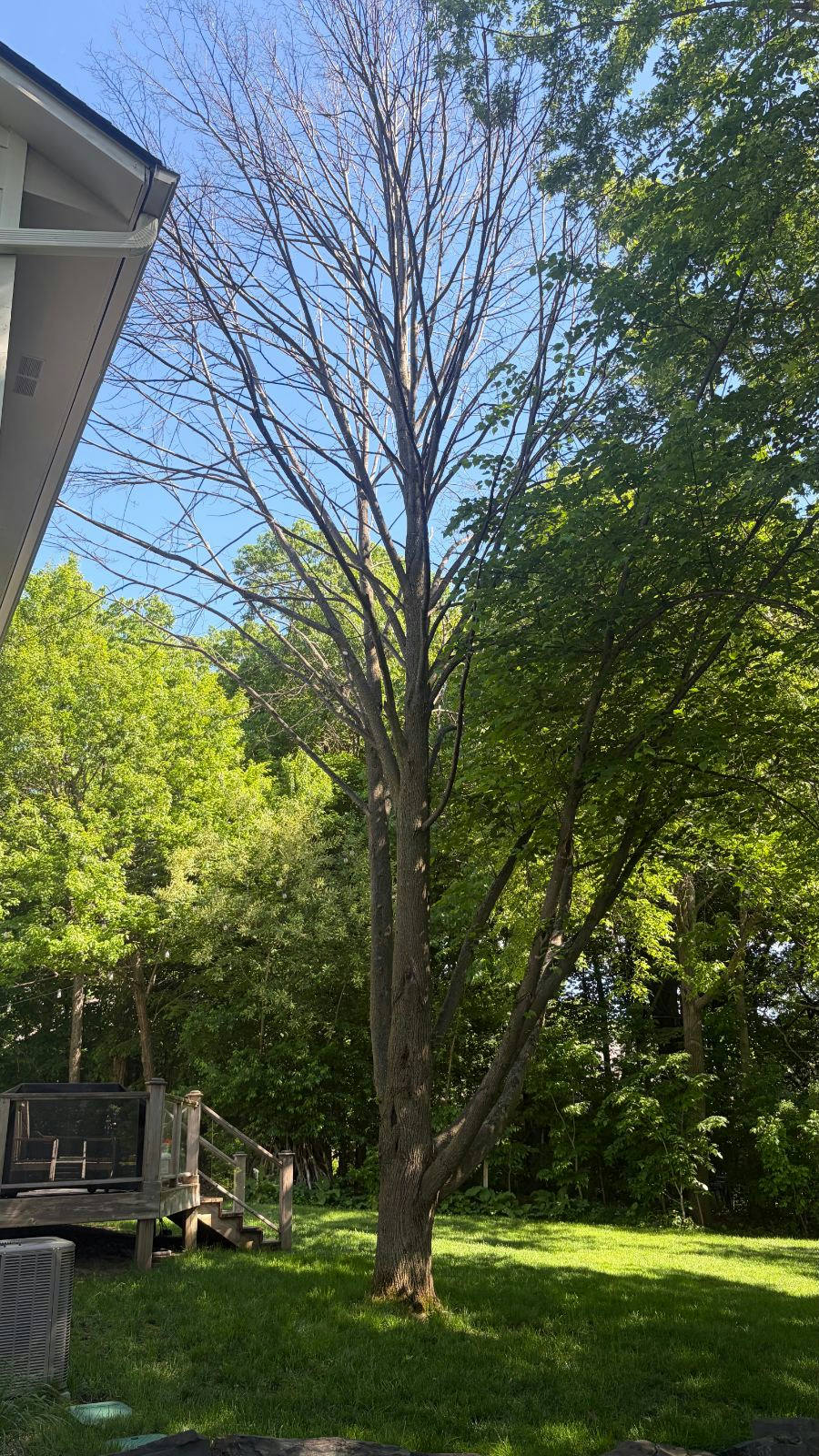Dead tree in backyard next to house – tree removal in Northern Nashville, OK by Timber Tree Service