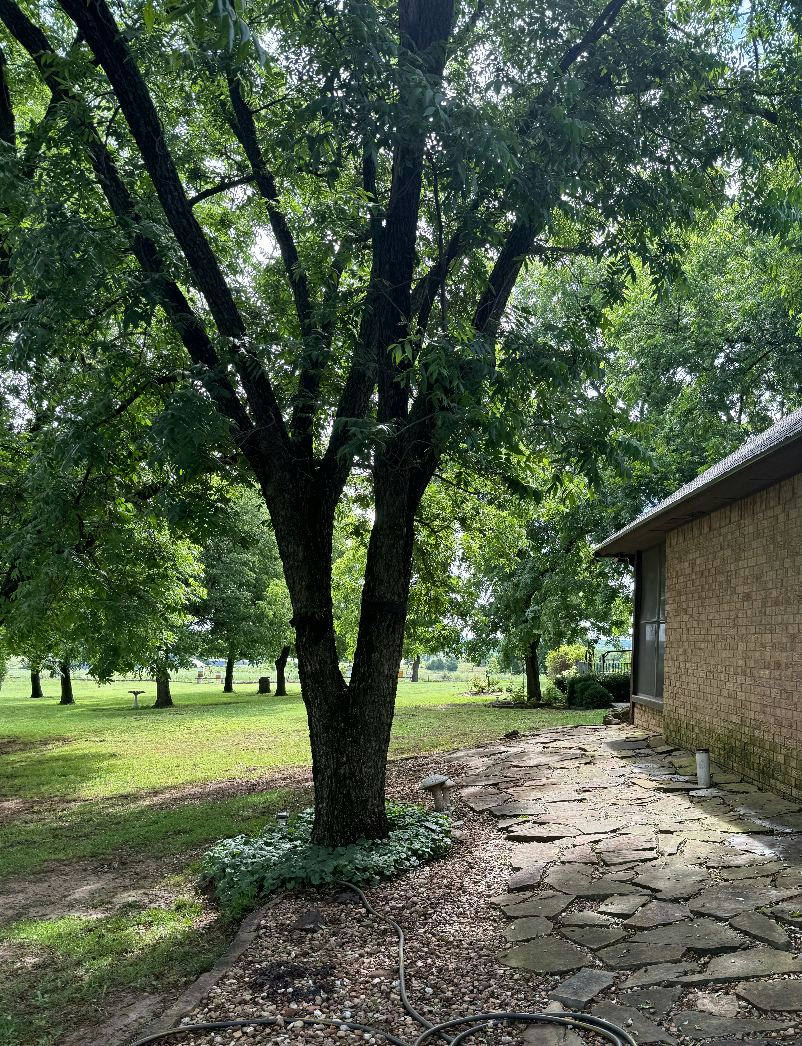 Large healthy tree next to house and flagstone path – tree removal in Northern Nashville, OK by Timber Tree Service