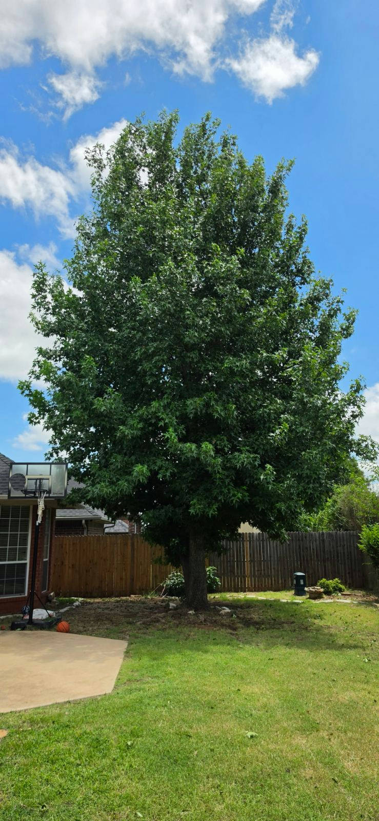 Large healthy tree in backyard next to fence – tree removal in Northern Nashville, OK by Timber Tree Service